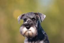Pepper and salt Miniature Schnauzer puppy male