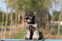 Pepper and salt Miniature Schnauzer puppy male