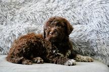 Lagotto - dogs for sale