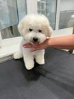 Archie
