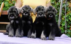 Standard Schnauzer PepperSalt