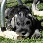 Standard Schnauzer PepperSalt