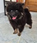 Pomeranian Spitz – 2 Male Puppies