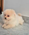 Pomeranian Spitz – 2 Male Puppies