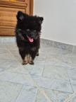 Pomeranian Spitz – 2 Male Puppies