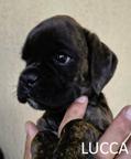 Lucca - Female
