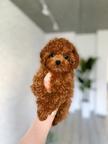 Adorable Male Maltipoo looking for his new home