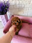 Adorable Male Maltipoo looking for his new home