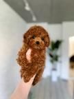 Adorable Male Maltipoo looking for his new home