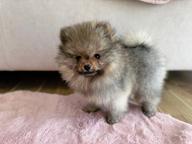 Pomeranian FCI  Female