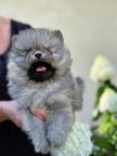 Pomeranian FCI  Female