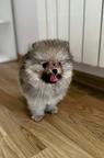Pomeranian FCI  Female