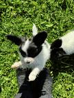 Papillon puppies