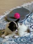 Papillon puppies