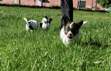 Papillon puppies