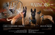Malinois