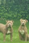 American Bully Xl