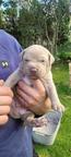 American Bully Xl
