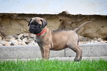 Bullmastiff, bullmastif, bulmastif puppies