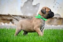 Bullmastiff, bullmastif, bulmastif puppies