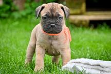 Bullmastiff, bullmastif, bulmastif puppies