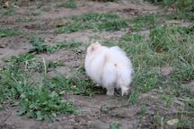 Spitz toy sweet girl