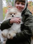 Spitz toy sweet girl