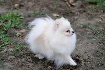 Spitz toy sweet girl