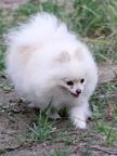 Spitz toy sweet girl