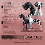 Deutsche dogge - Great dane