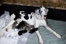 Deutsche dogge - Great dane