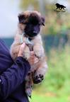 Belgian Shepherd Tervueren - puppies with pedigree