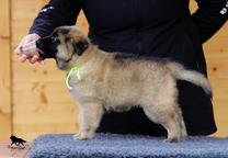 Belgian Shepherd Tervueren - puppies with pedigree