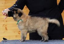 Belgian Shepherd Tervueren - puppies with pedigree