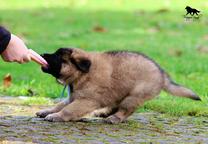 Belgian Shepherd Tervueren - puppies with pedigree