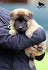 Belgian Shepherd Tervueren - puppies with pedigree