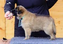 Belgian Shepherd Tervueren - puppies with pedigree