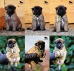 Belgian Shepherd Tervueren - puppies with pedigree