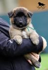 Belgian Shepherd Tervueren - puppies with pedigree