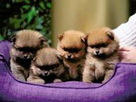 Litter Rainbow of Love