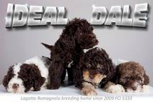 Lagotto Romagnolo puppies for sale
