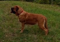English Mastiff