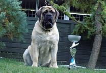 English Mastiff