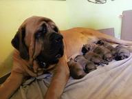 English Mastiff