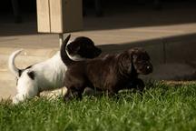 German longhaired pointer