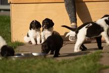 German longhaired pointer
