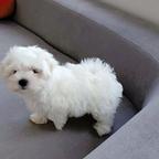 Maltese puppies with PP