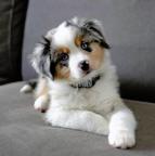 Australian Shepherd Puppies