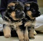German Shepherd  puppies with PP