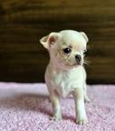 Chihuahua Puppies with PP